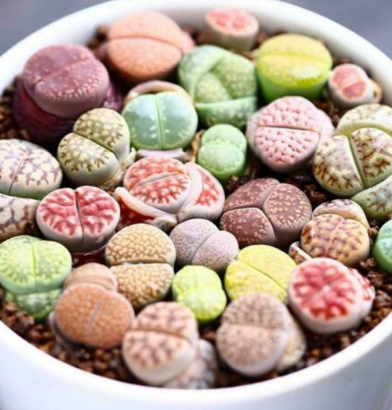 ไลท็อป (Lithop) คละ / 300 เม็ด