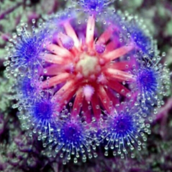 หยาดน้ำค้าง สีน้ำเงิน (Blue Sundew) / 100 เม็ด