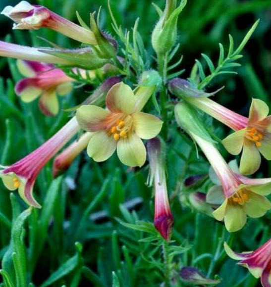 ซัลเฟอร์ ทรัมเป็ท หรือ จาคอบป์ แลดเดอร์ / 25 เม็ด (Portugal)