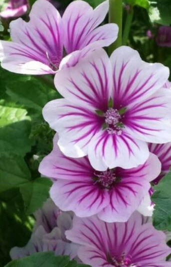 มาลโลว์ (Mallow / Malva sylvestris Zebrina) สีม่วง / 70 เม็ด (UK)
