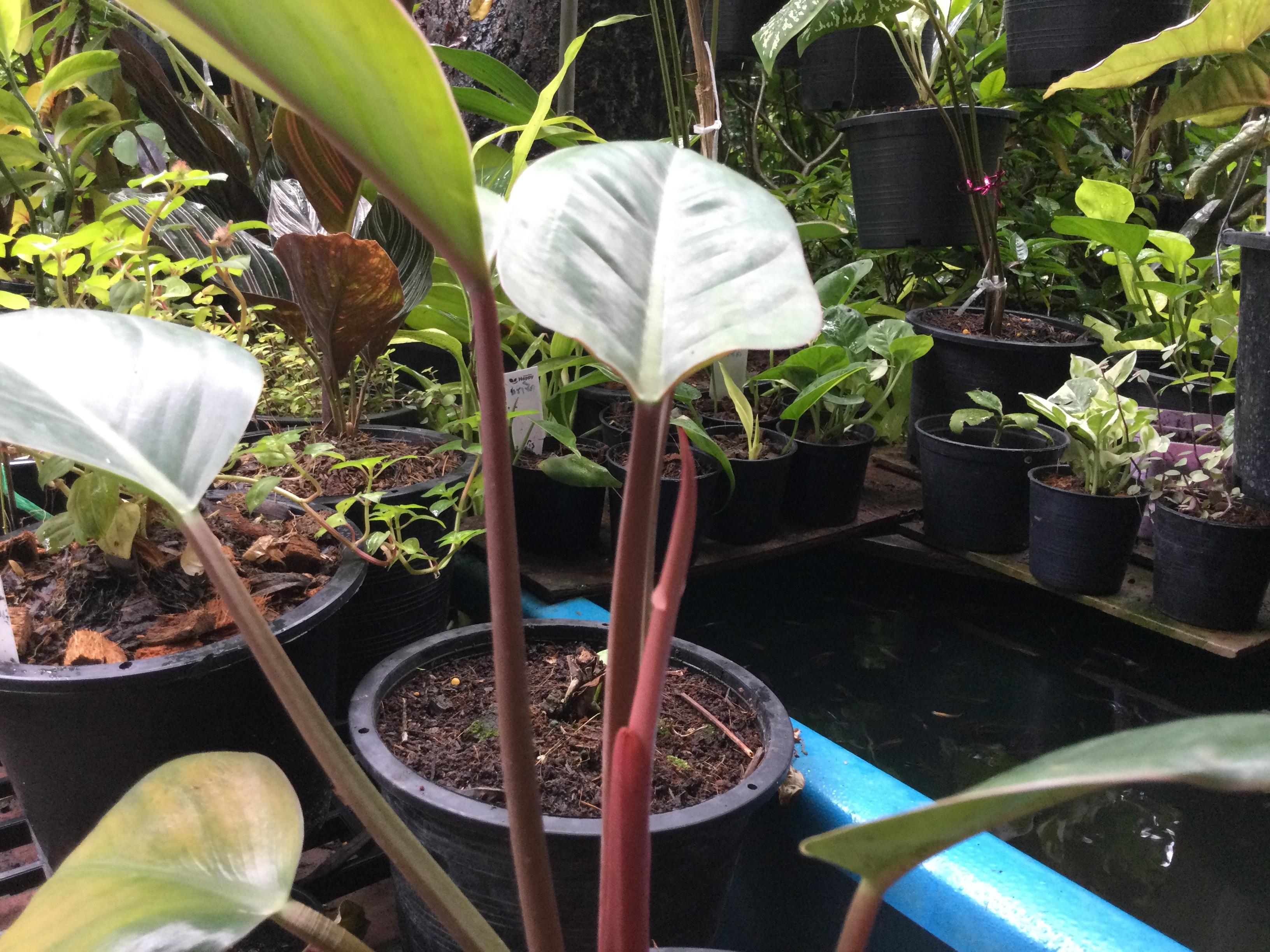 ต้นฟิโล เรด คองโก (Red Congo Philo) กระถาง 10 นิ้ว