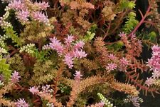 ซีดัม ซีสตาร์ (Sedum Seastar) / 25 เม็ด