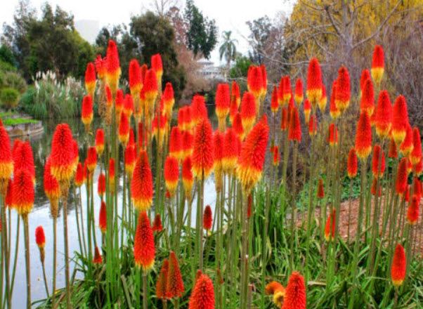 นิโฟเฟียร์ (Kniphofia) หรือ Red Hot Poker / 150 เม็ด (UK)
