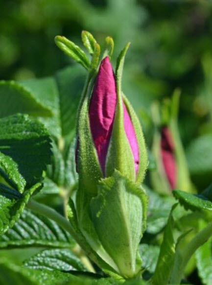 กุหลาบญี่ปุ่น (Rosa Rugosa) / 10 เม็ด (UK)