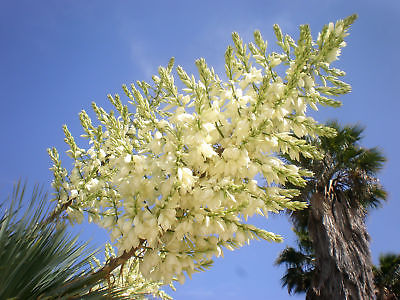 บีค ยุกค่า (Beaked Yucca) / 10 เม็ด (UK)