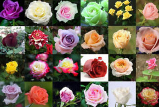 กุหลาบ (Rose) คละสี / 50 เม็ด (นอก)