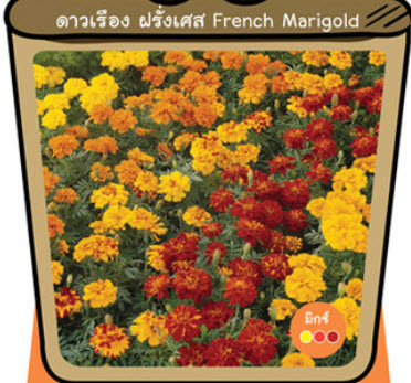 ดาวเรือง ฝรั่งเศส (French Marigold) / ซอง 20 เม็ด