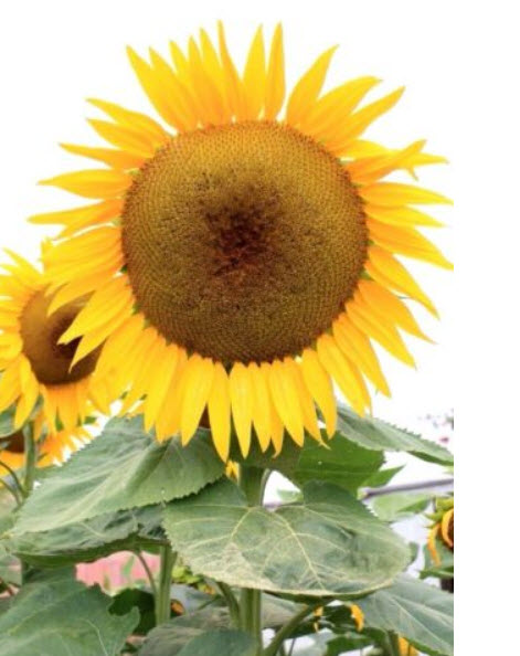 ทานตะวันยักษ์ แมมมอธ เกรย์ (Mammoth Grey) / 20 เม็ด (Greece)