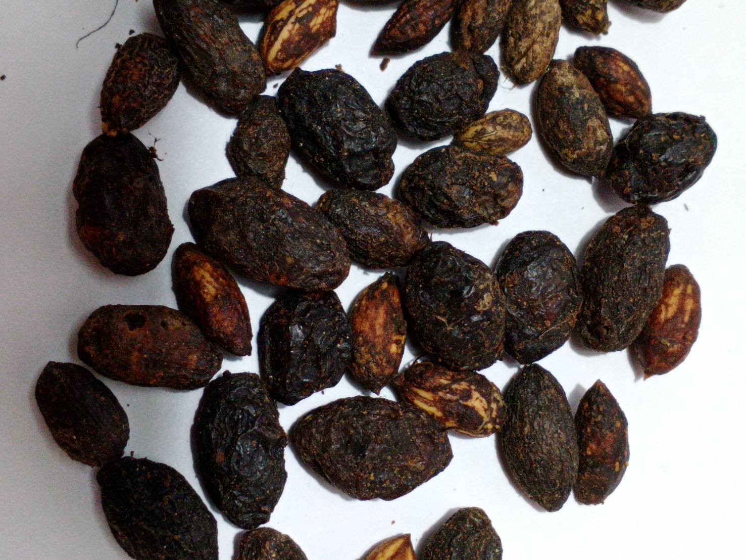 มะกอกน้ำมัน มะกอกโอลีฟ (European Oil - Olive tree) / 5 เม็ด (Malta) หายาก จำนวนจำกัด