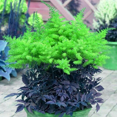 อัสดง (Astilbe) คละสี / 100 เม็ด (China)