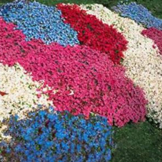 ร็อคคริส (Rock Cress) คละ / 50 เม็ด