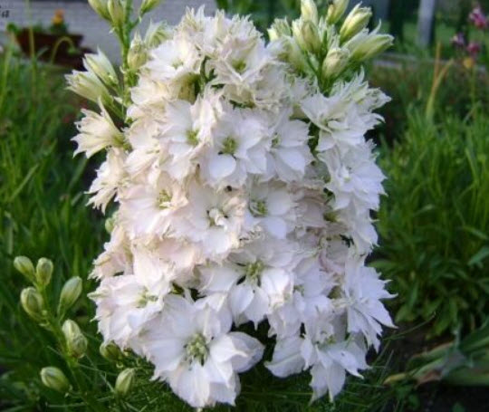 ร็อคเก็ท ลาร์คสเปอร์ (Rocket Larkspur) คละ / 600 เม็ด (UK)