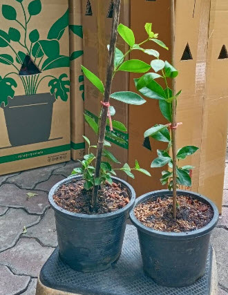 ต้น ฝรั่งสตรอเบอรี่ สีแดง เพาะเมล็ด สูง 30-40 ซ.ม.