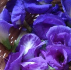 อัญชัน สีม่วง ซ้อน / 30 เม็ด