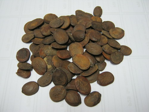 วิสทีเรีย (Wisteria) สีขาว / 10 เม็ด