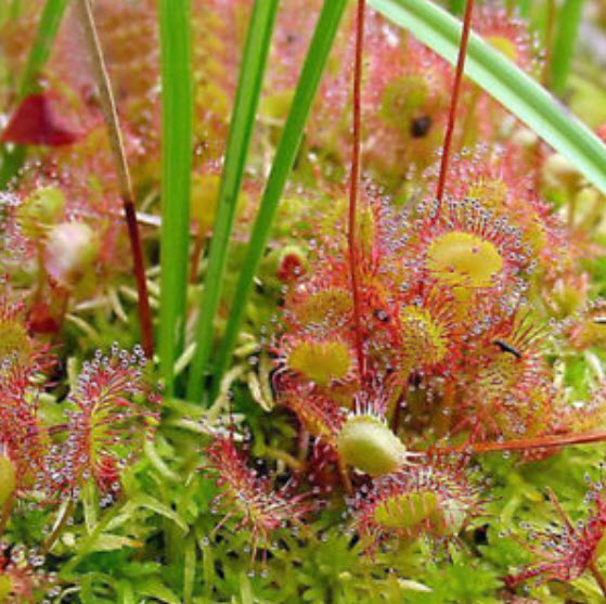 หญ้าไฟตะกาด (Shield Sundew / Drosera Peltata) / 100 เม็ด