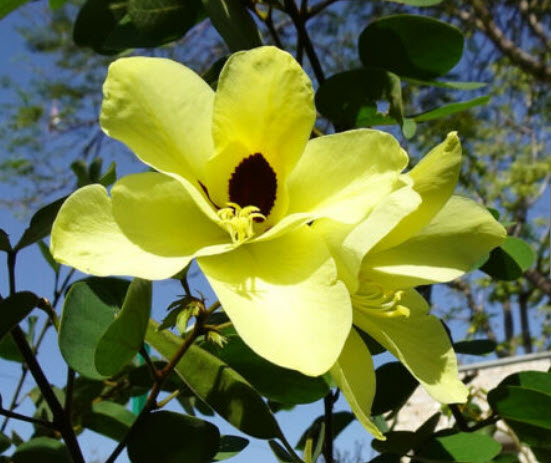 กล้วยไม้ฮ่องกง (Bauhinia Orchid - tomentosa) / 10 เม็ด (China)