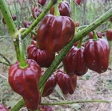 พริก Naga Viper สีช็อคโกแลต / 50 เม็ด (China)