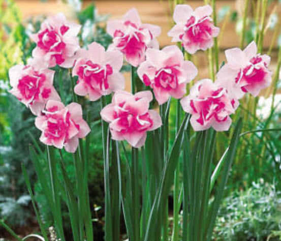 ดารารัตน์ ดอกซ้อน (Daffodil Double Duo) ชมพู-ขาว / 400 เม็ด (China)