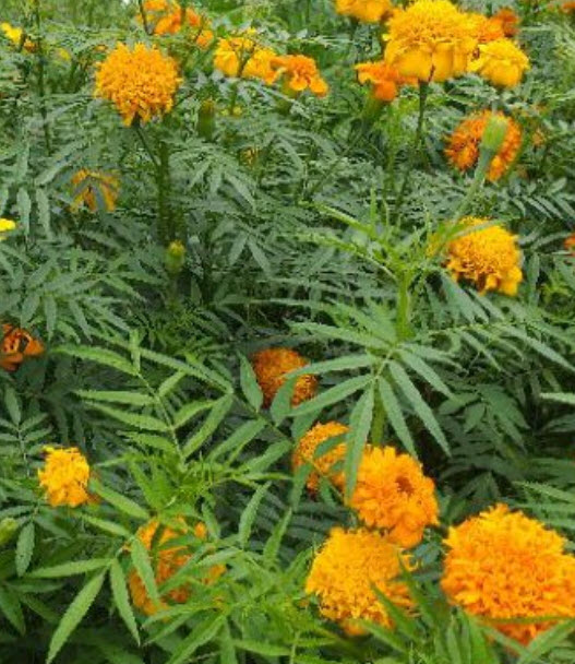 ดาวเรืองพันธุ์พื้นบ้าน ดอกสีส้ม กลีบดอกซ้อน ดอกดก / 100 เม็ด