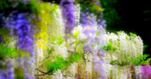 วิสเทอเรีย (Wisteria) คละสี / 12 เม็ด