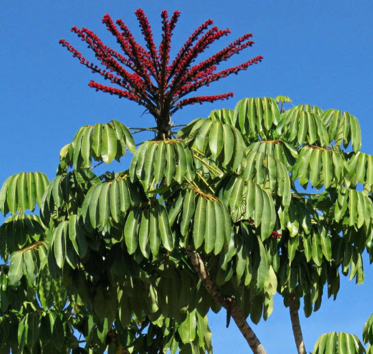 หนวดปลาหมึก (Schefflera actinophylla) / 10 เม็ด (Portugal)