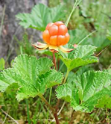 คลาวด์เบอรี่ (Cloudberry) / 20 เม็ด (นอก)