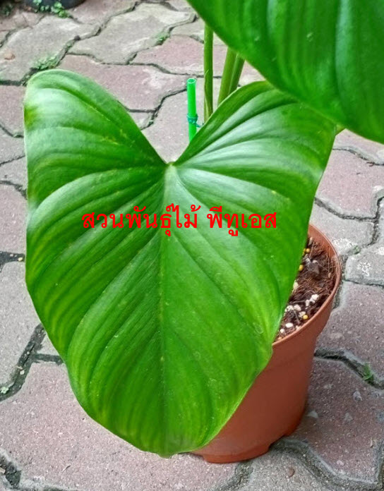 ต้นเสน่ห์จันทร์บุษราคัม จากข้อตาแม่พันธุ์ด่าง ขายทั้งต้น ส่งทั้งกระถาง 10 นิ้ว (ไม่รับเก็บเงินปลายทาง)