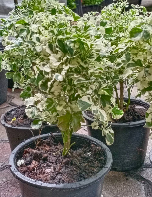 ต้นเล็บครุฑ เล็บครุฑแคระ เล็บครุฑแคระด่าง กระถาง 6 นิ้ว เล็บครุฑใบผักชีด่าง