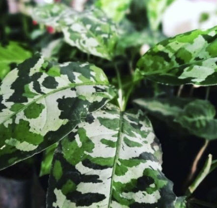 อโกลนีมา เสือพราน 3 สี (Aglaonema pictum tricolor) / เม็ด (UK)