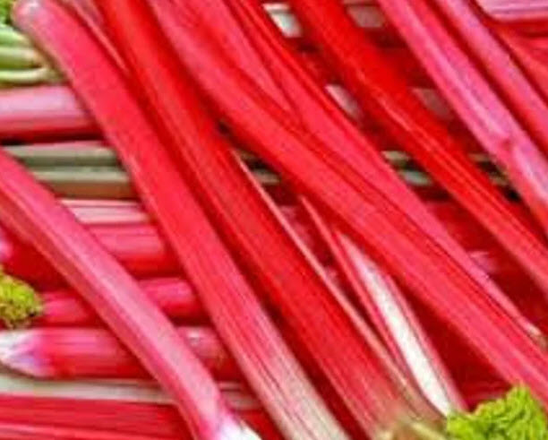 รูห์บาบแดง / รูห์บับแดง (Rhubarb Glaskins Perpetual) / 20 เม็ด (UK)