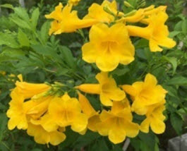 ทองอุไร เหลือง (Yellow bell / yellow elder) / 20 เม็ด (ไทย)