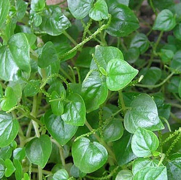 ต้นกระสัง (Krasang) กระถาง 6 นิ้ว