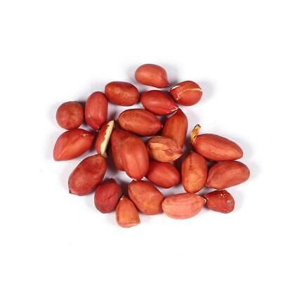 ถั่วลิสง (Groundnut Peanut) / 10 เม็ด (นอก)