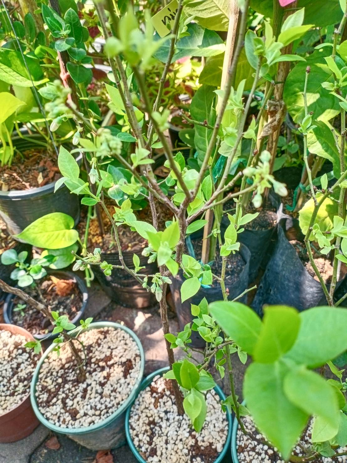 ต้นบลูเบอรี่ (Blueberry) ลูกใหญ่ สูง 40-60 ซ.ม. ต้นไม้นำเข้า