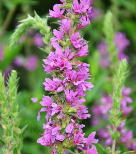 แองเจิ้ลไต้หวัน / เพอเพิ่ล ลูสสไตร้ฟ (Purple Loosestrife) / 11,500 เม็ด (UK) *