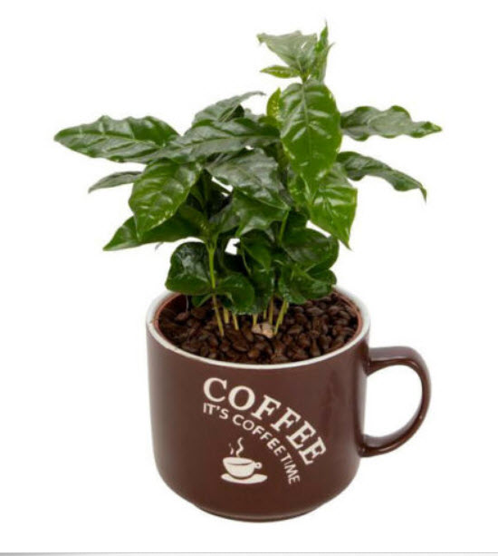 กาแฟอาราบิก้า (Arabica coffee) / 10 เม็ด (UK)*