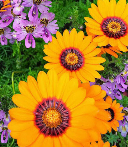 เดซี่ โซลาร์ ไฟร์ (Solar Fire Daisy) / 140 เม็ด (UK)