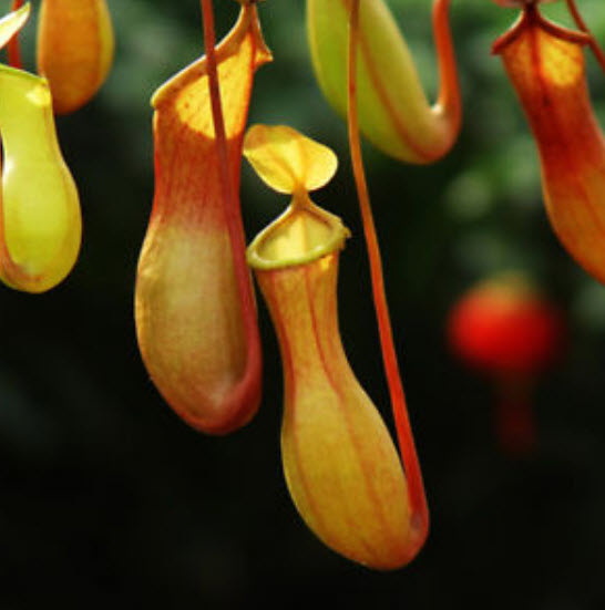 หม้อข้าวหม้อแกงลิง (Nepenthes) / 100 เม็ด