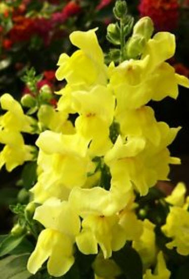ดอกลิ้นมังกร (Snapdragon) ดอกใหญ่ สีเหลือง ต้นสูง / 2,000 เม็ด (Ukraine)