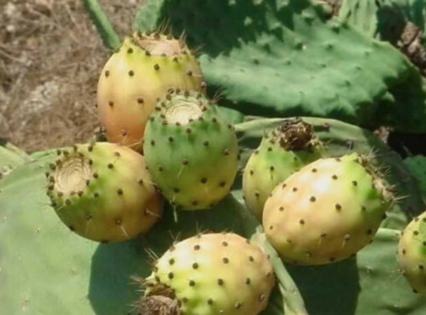 กระบองเพชรทานผล (prickly pear) เหลือง / 20 เม็ด (Malta)