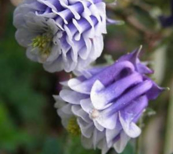 โคลัมบายน์ สีม่วง-ขาว (Columbine / Aquilegia) / 100 เม็ด