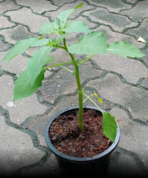 ต้นโทงเทงไทย หรือโทงเทงน้ำ สมุนไพรหายาก กระถาง 6 นิ้ว สูง 30-60 ซ.ม.