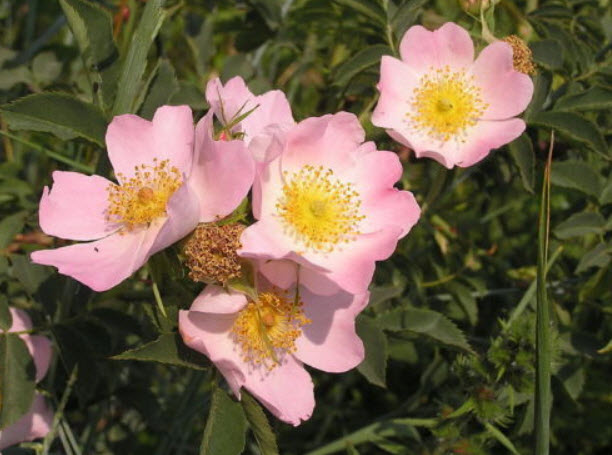ด็อกโรส (Dog Brier Rose) สีชมพู / 10 เม็ด (USA)