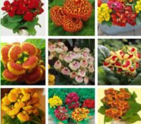 คาลซีโอลาเรีย (Calceolaria) คละ / 100 เม็ด (China)