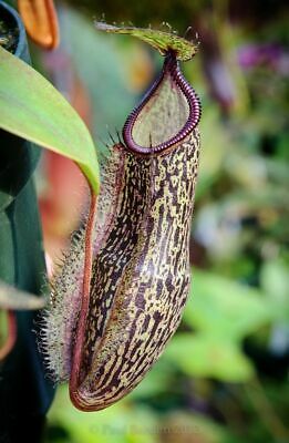 หม้อข้าวหม้อแกงลิง (Nepenthes) คละ / 100 เม็ด (Russia)