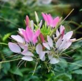 เสี้ยนฝรั่ง (Spider flower) คละ / 200 เม็ด (นอก)