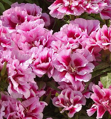 ก็อตดีเทีย (Godetia) คละ / ซอง 400 เม็ด (UK)