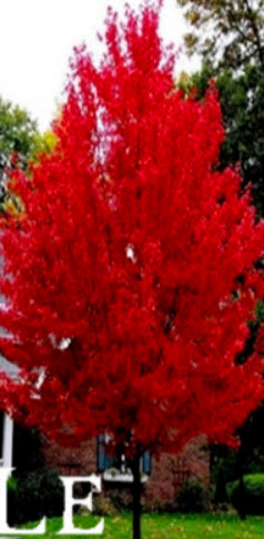 ต้นเมเปิ้ลแดง (Flame Maple Tree) / 10 เม็ด (นอก)
