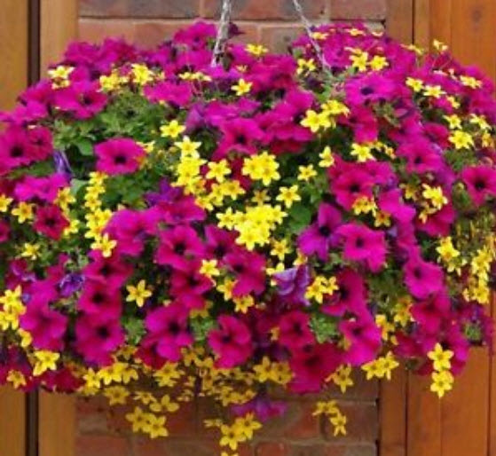 พิทูเนีย (Petunia) คละ / ซอง 100 เม็ด (S048)